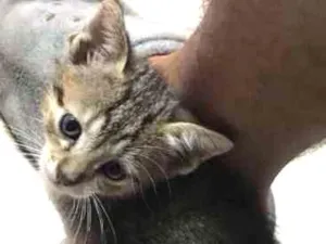Gato raça  idade Abaixo de 2 meses nome sem nome