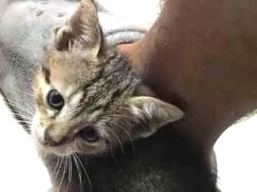 Gato ra a  idade Abaixo de 2 meses nome sem nome