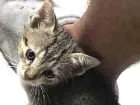 Gato raça  idade Abaixo de 2 meses nome sem nome