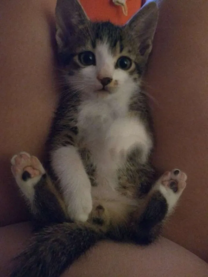 Gato ra a Sem raça definida idade 2 a 6 meses nome Figo