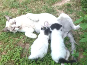 Gato raça  idade  nome Princesa