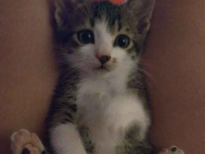 Gato ra a Sem raça definida idade 2 a 6 meses nome Figo
