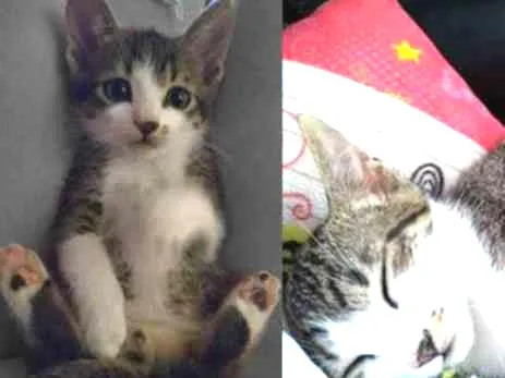 Gato ra a Sem raça definida idade 2 a 6 meses nome Figo