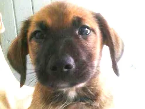 Cachorro ra a vira lata  idade Abaixo de 2 meses nome Bisteca 