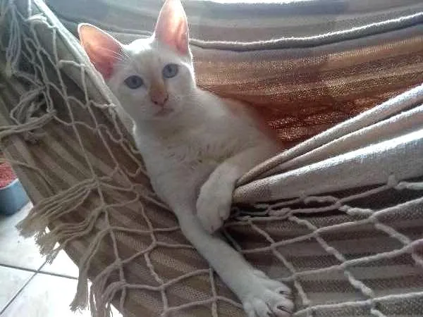 Gato ra a  idade 2 a 6 meses nome Caio