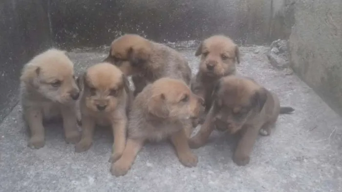 Cachorro raça Poodle 5 com vira lata idade Abaixo de 2 meses nome Não escolhido