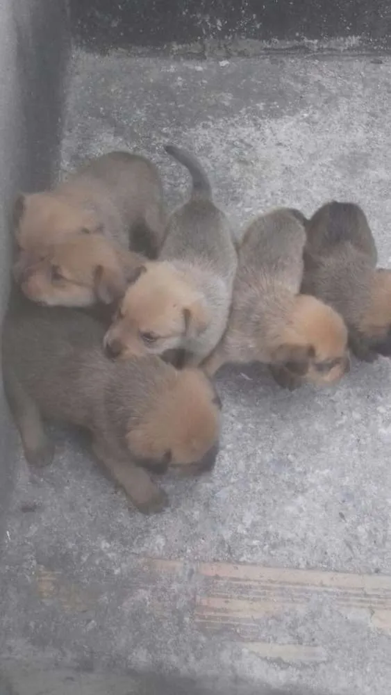 Cachorro raça Poodle 5 com vira lata idade Abaixo de 2 meses nome Não escolhido