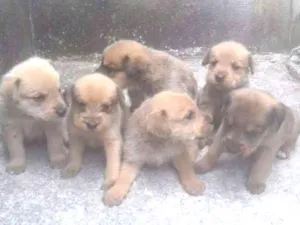 Cachorro raça Poodle 5 com vira lata idade Abaixo de 2 meses nome Não escolhido