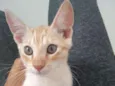 Loirinho