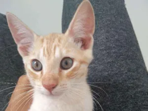 Gato raça Srd idade 2 a 6 meses nome Loirinho