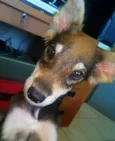 Pollo
