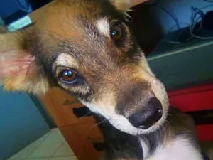 Cachorro raça vira-lata idade 7 a 11 meses nome Pollo
