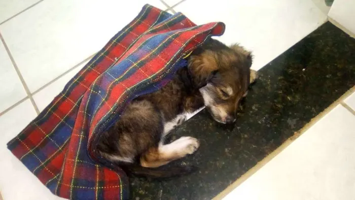 Cachorro raça vira-lata idade 7 a 11 meses nome Pollo