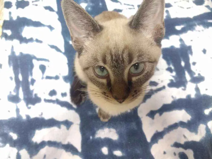 Gato ra a Siamês  idade 2 a 6 meses nome Princesa 