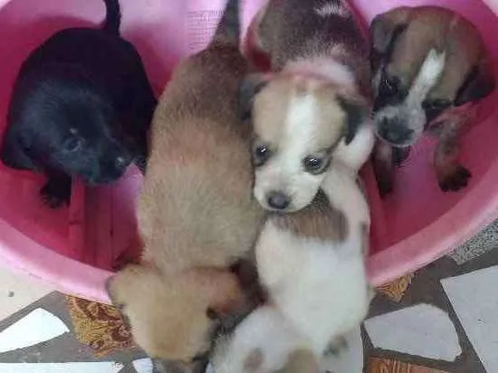 Cachorro ra a Sem raça definida idade Abaixo de 2 meses nome Sem nome