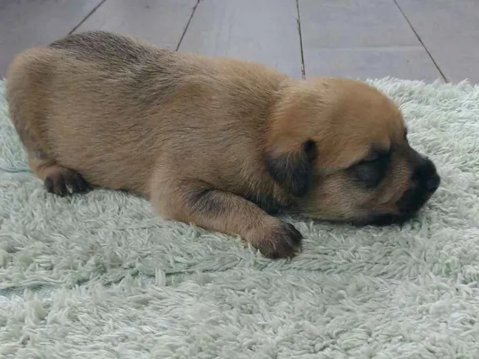 Cachorro ra a Sem raça definida idade Abaixo de 2 meses nome Sem nome