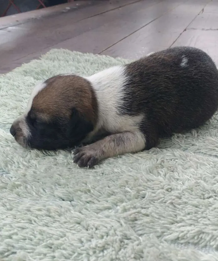 Cachorro ra a Sem raça definida idade Abaixo de 2 meses nome Sem nome