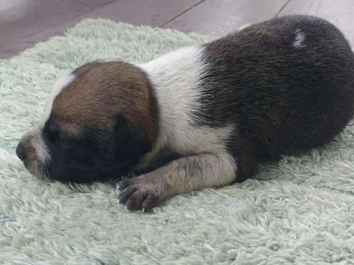 Cachorro ra a Sem raça definida idade Abaixo de 2 meses nome Sem nome