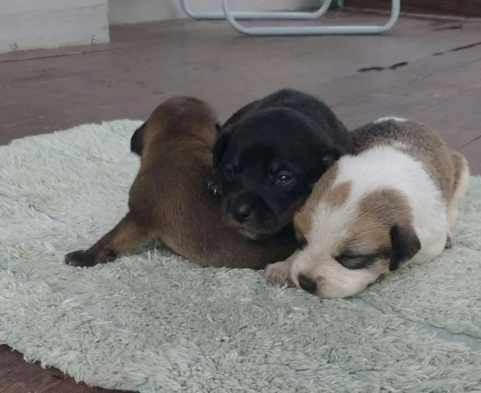 Cachorro ra a Sem raça definida idade Abaixo de 2 meses nome Sem nome