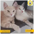 Leonidas e Logan