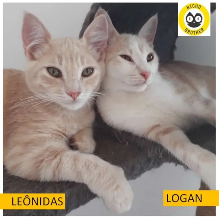 Gato ra a SRD idade 2 a 6 meses nome Leonidas e Logan