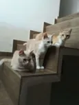 Leonidas e Logan