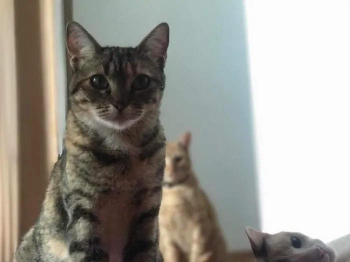 Gato ra a SRD idade 1 ano nome Kate