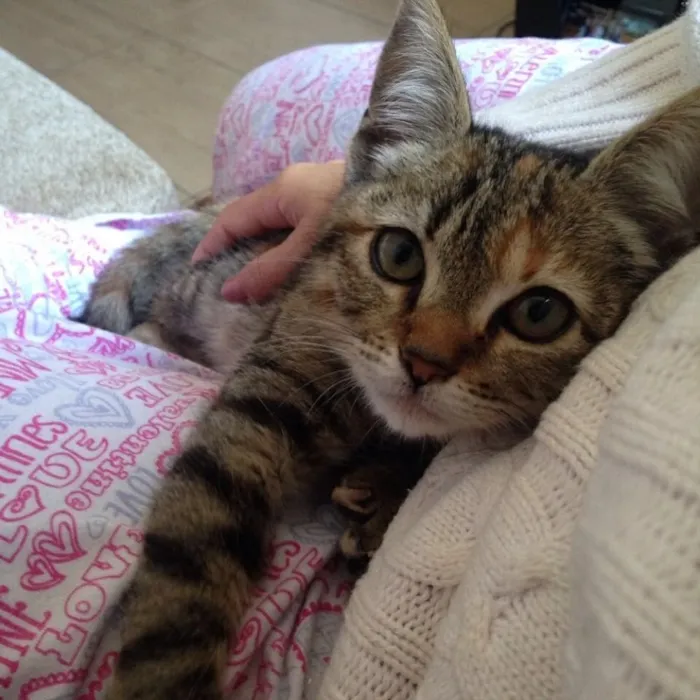 Gato ra a SRD idade 1 ano nome Kate
