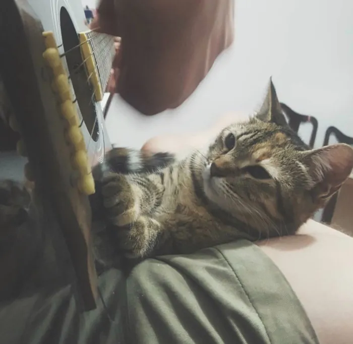 Gato ra a SRD idade 1 ano nome Kate