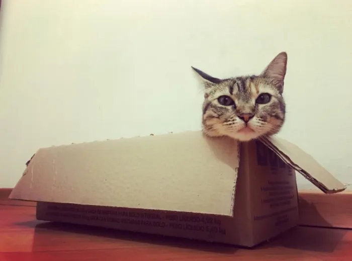 Gato ra a SRD idade 1 ano nome Kate