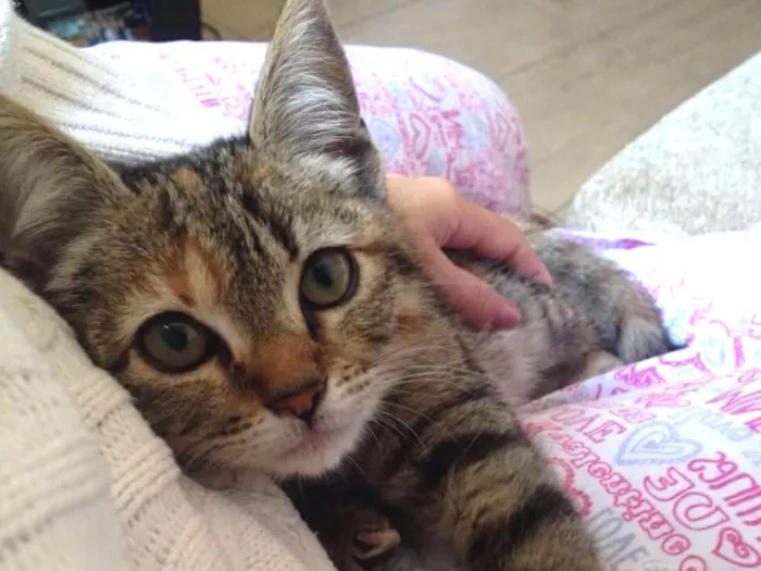 Gato ra a SRD idade 1 ano nome Kate