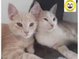 Leonidas e Logan