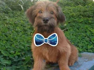 Cachorro raça SRD idade 2 a 6 meses nome PEQUENO