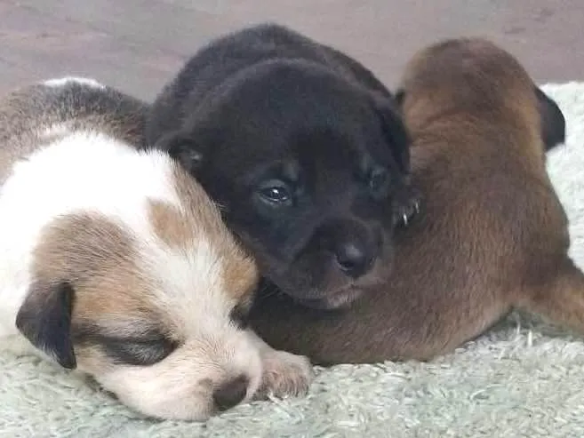 Cachorro ra a Sem raça definida idade Abaixo de 2 meses nome Sem nome