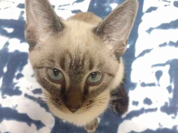 Gato ra a Siamês  idade 2 a 6 meses nome Princesa 