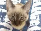 Gato raça Siamês  idade 2 a 6 meses nome Princesa 