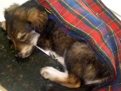 Cachorro raça vira-lata idade 7 a 11 meses nome Pollo