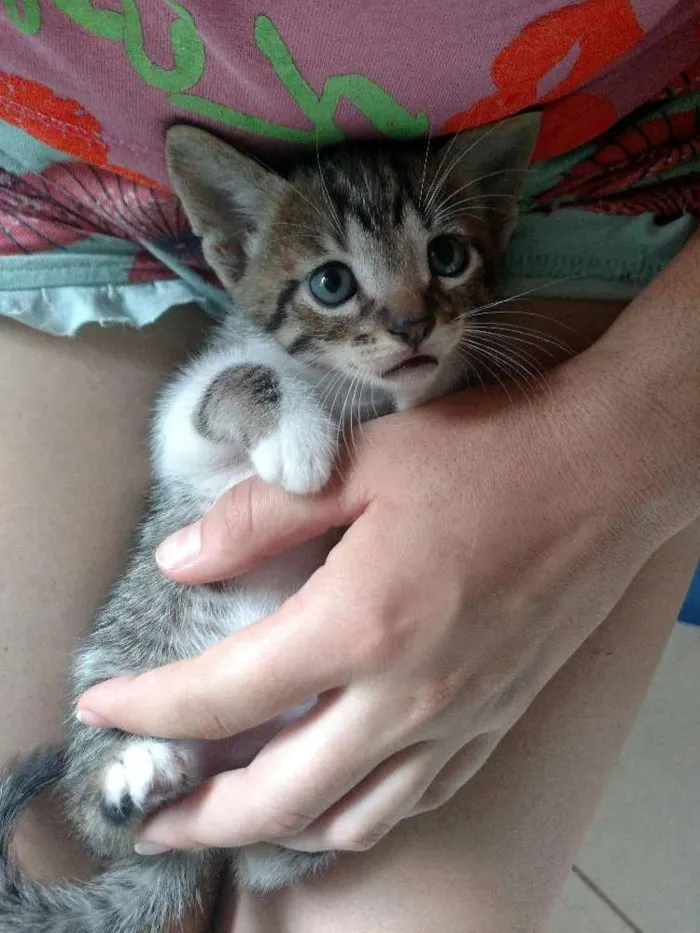 Gato raça SRD idade Abaixo de 2 meses nome Sem nome