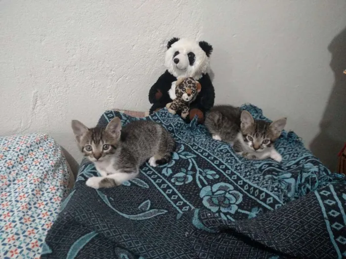 Gato raça SRD idade Abaixo de 2 meses nome Sem nome