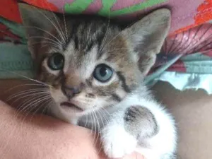 Gato raça SRD idade Abaixo de 2 meses nome Sem nome