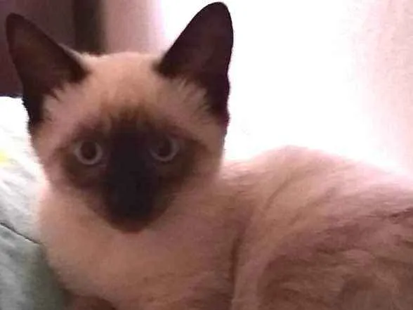 Gato ra a Siamês  idade 2 a 6 meses nome Flor 
