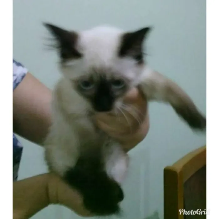 Gato ra a Siamês  idade 2 a 6 meses nome Kika