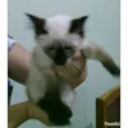 Kika