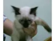 Kika