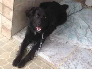 Cachorro raça Mestiço de border collie idade 1 ano nome Bili