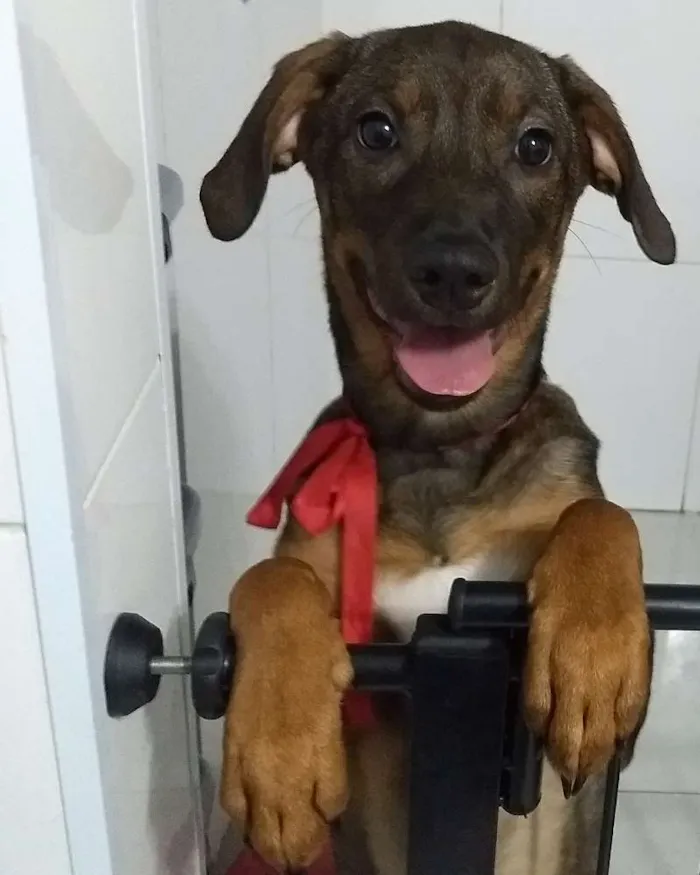 Cachorro ra a Sem raça definida idade 2 a 6 meses nome July