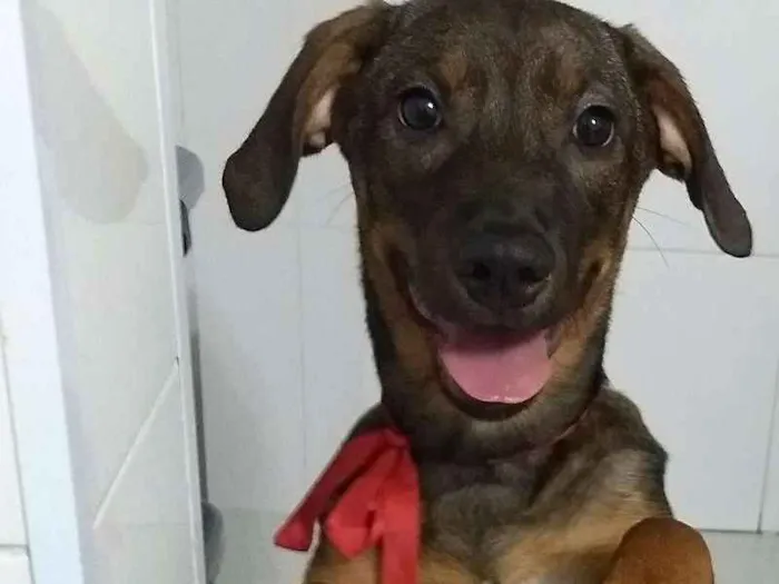 Cachorro ra a Sem raça definida idade 2 a 6 meses nome July