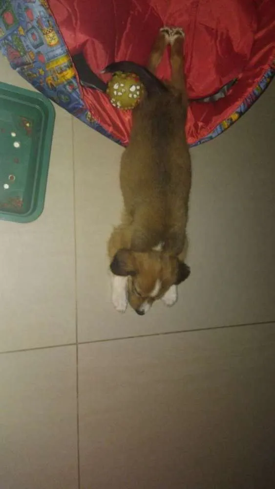 Cachorro raça Vira lata idade 2 a 6 meses nome Cupim