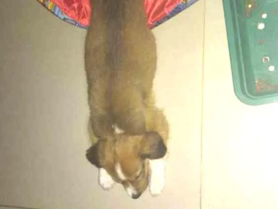 Cachorro raça Vira lata idade 2 a 6 meses nome Cupim