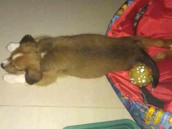 Cachorro raça Vira lata idade 2 a 6 meses nome Cupim